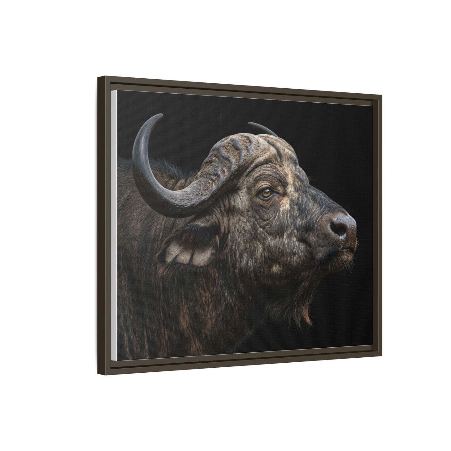 Framed Canvas Print — Cape Buffalo In Colour