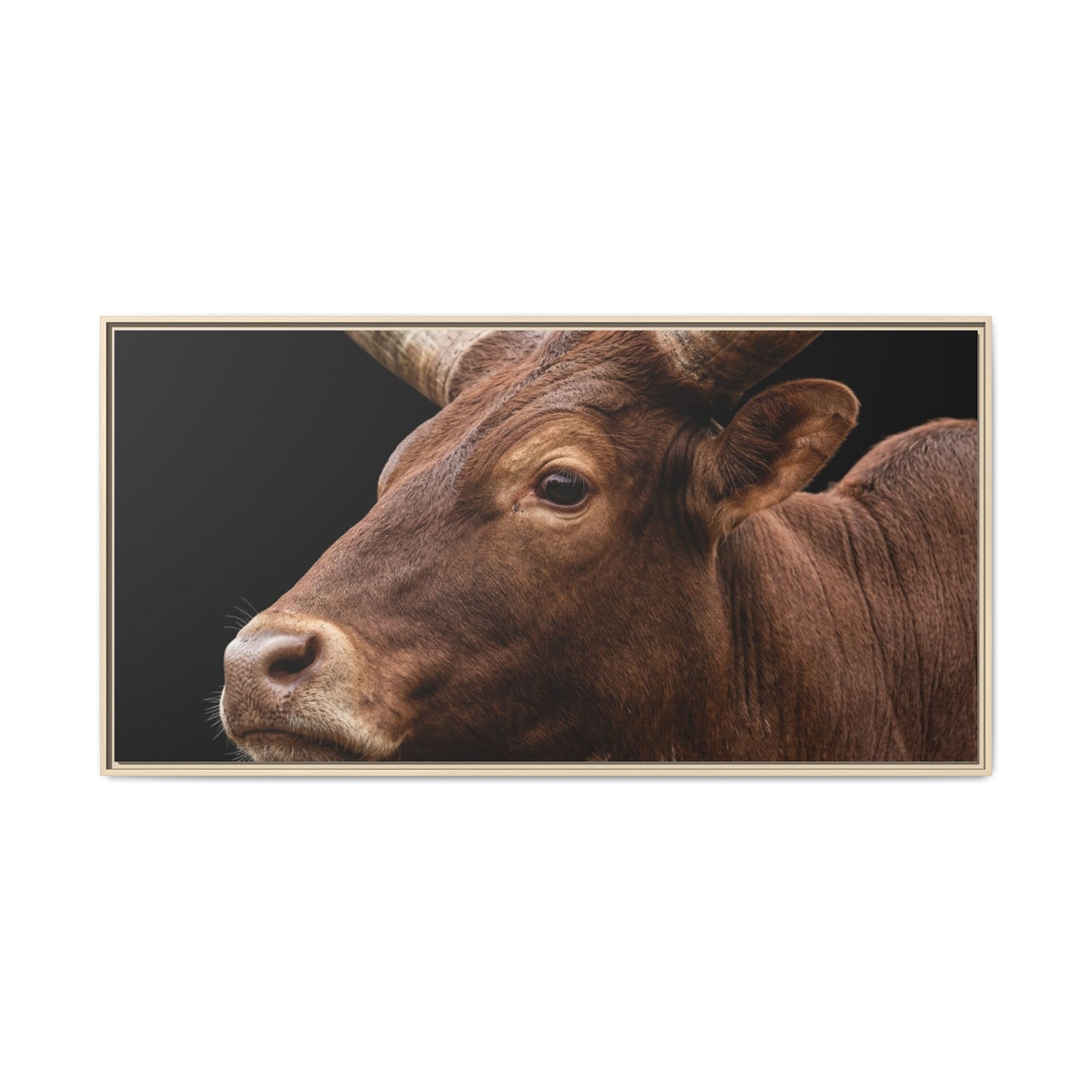 Framed Canvas Print — Ankole Cow In Colour