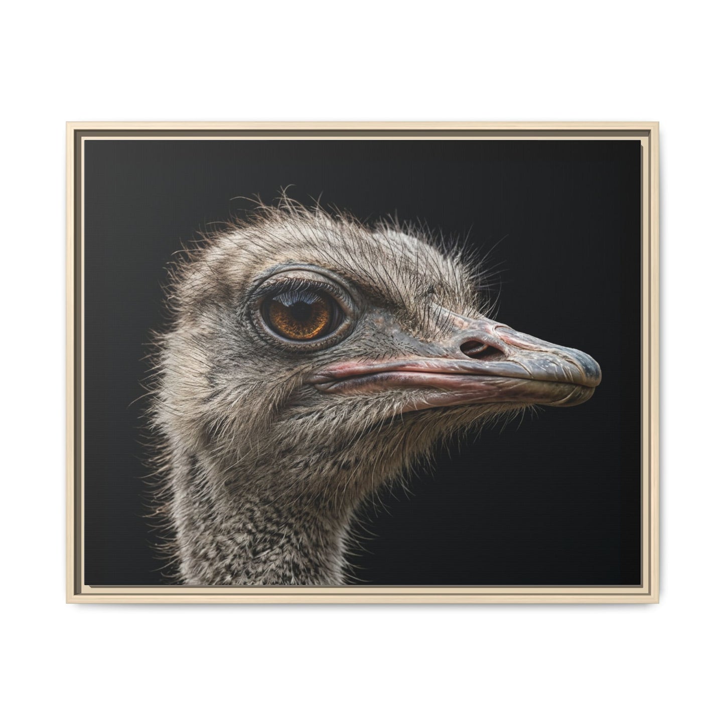 Framed Canvas Print — Ostrich In Colour