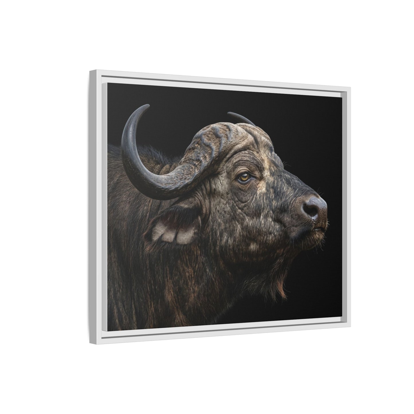 Framed Canvas Print — Cape Buffalo In Colour