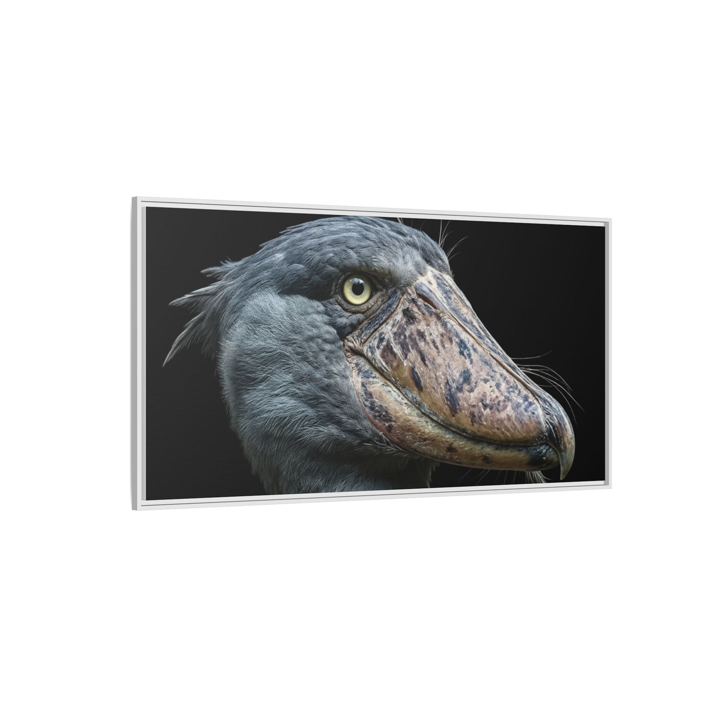 Framed Canvas Print — Shoebill Stork In Colour
