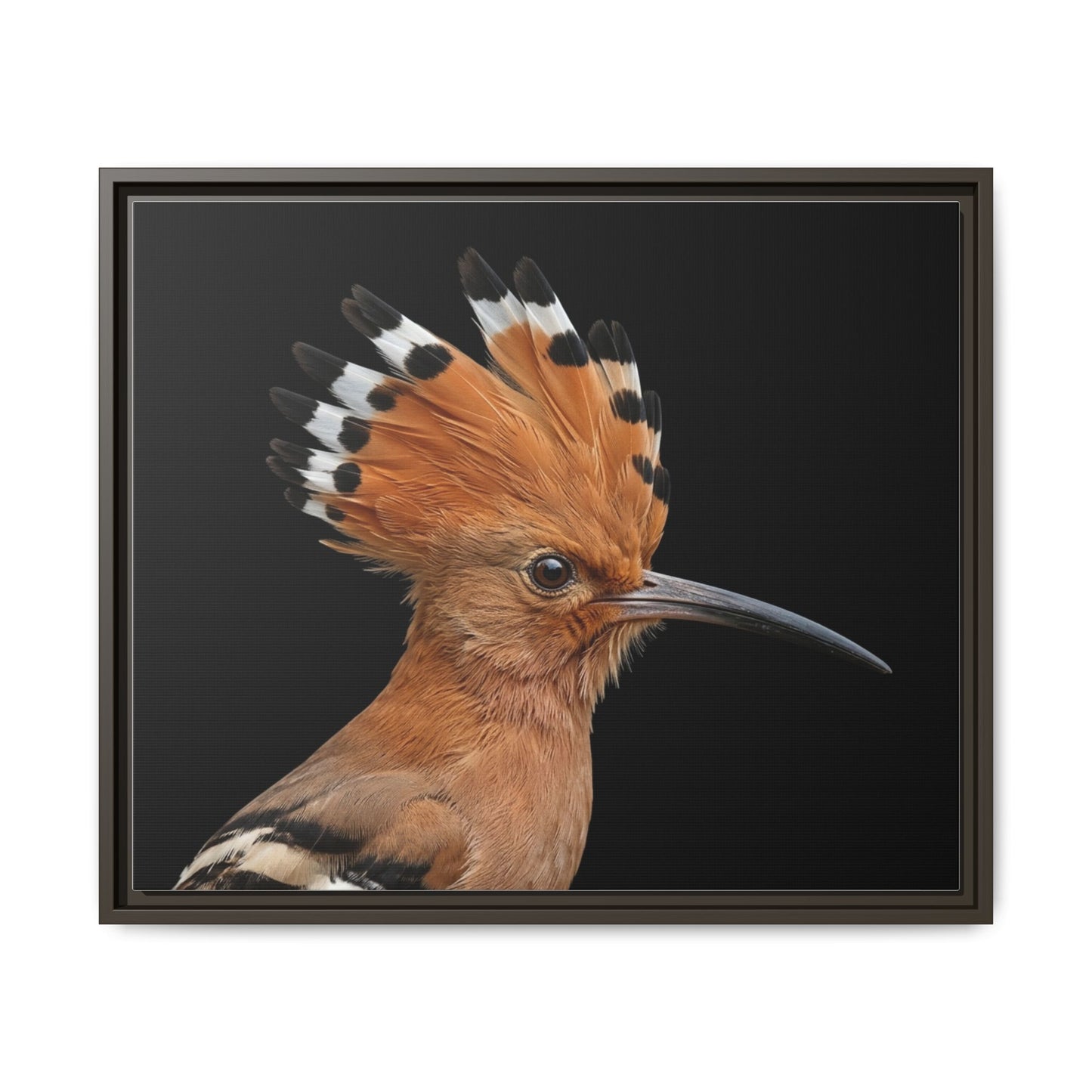 Framed Canvas Print — Afrikan Hoopoe In Colour