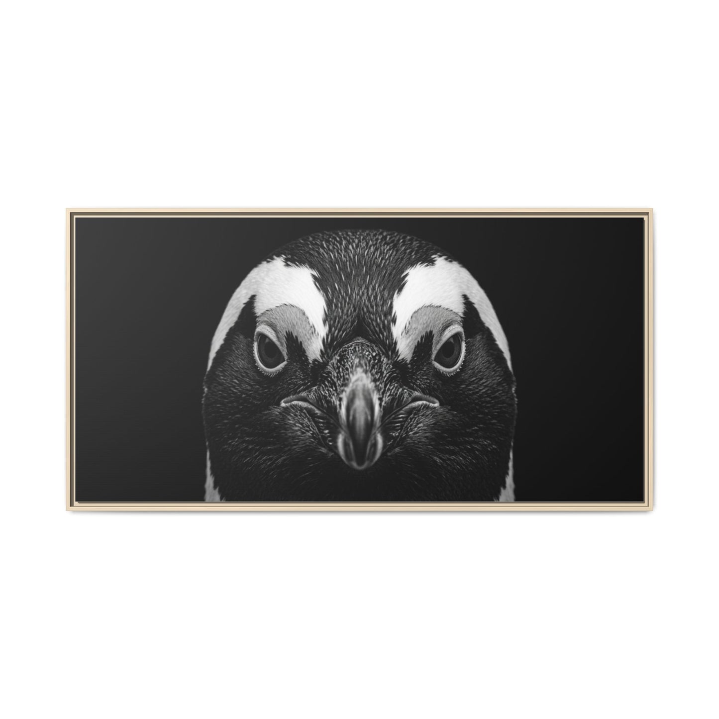 Framed Canvas Print — Afrikan Penguin In Black