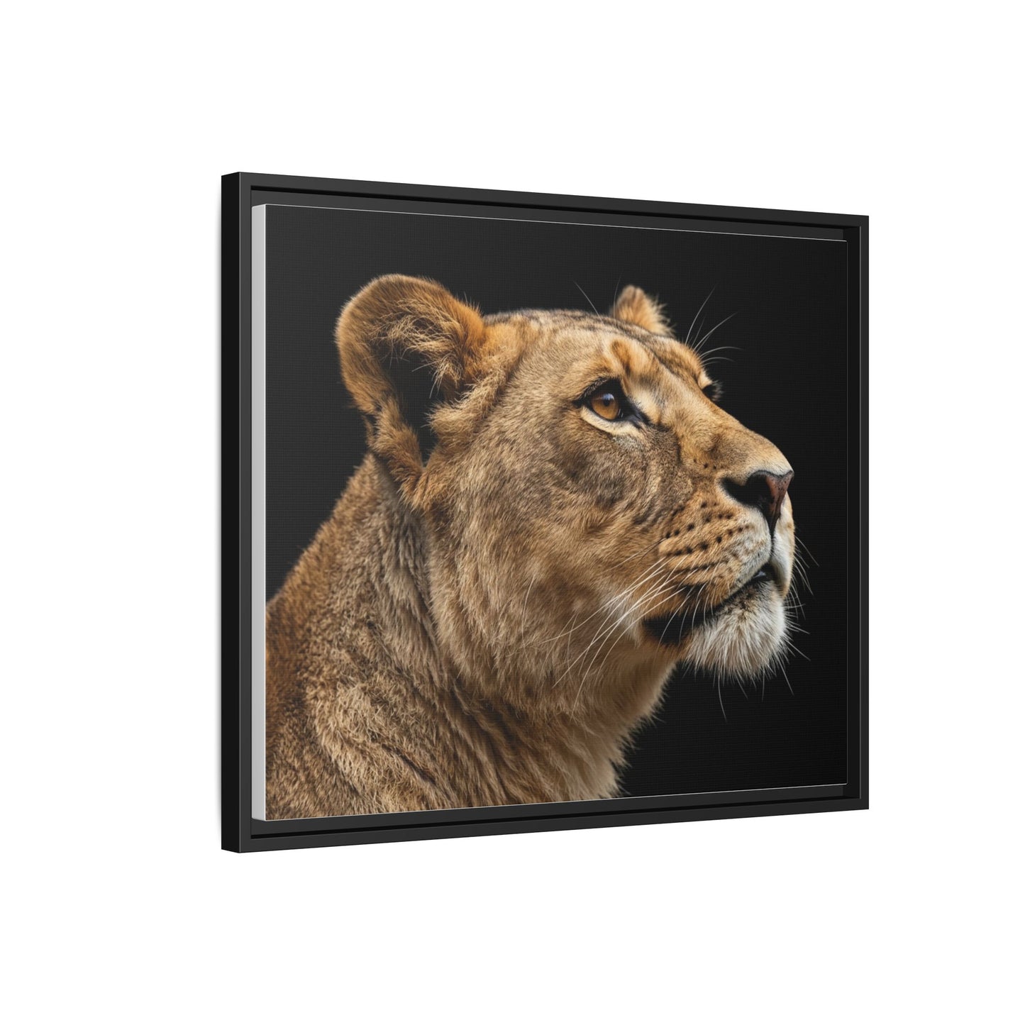 Framed Canvas Print — Lioness In Colour