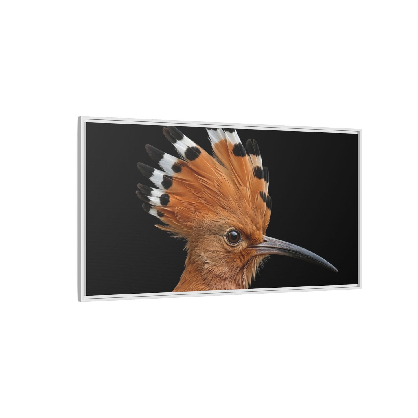 Framed Canvas Print — Afrikan Hoopoe In Colour