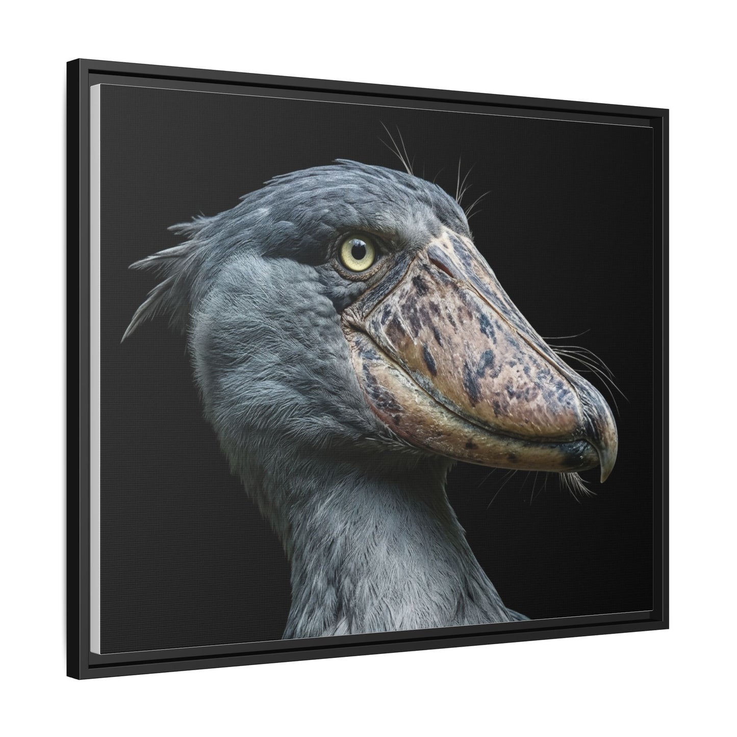 Framed Canvas Print — Shoebill Stork In Colour
