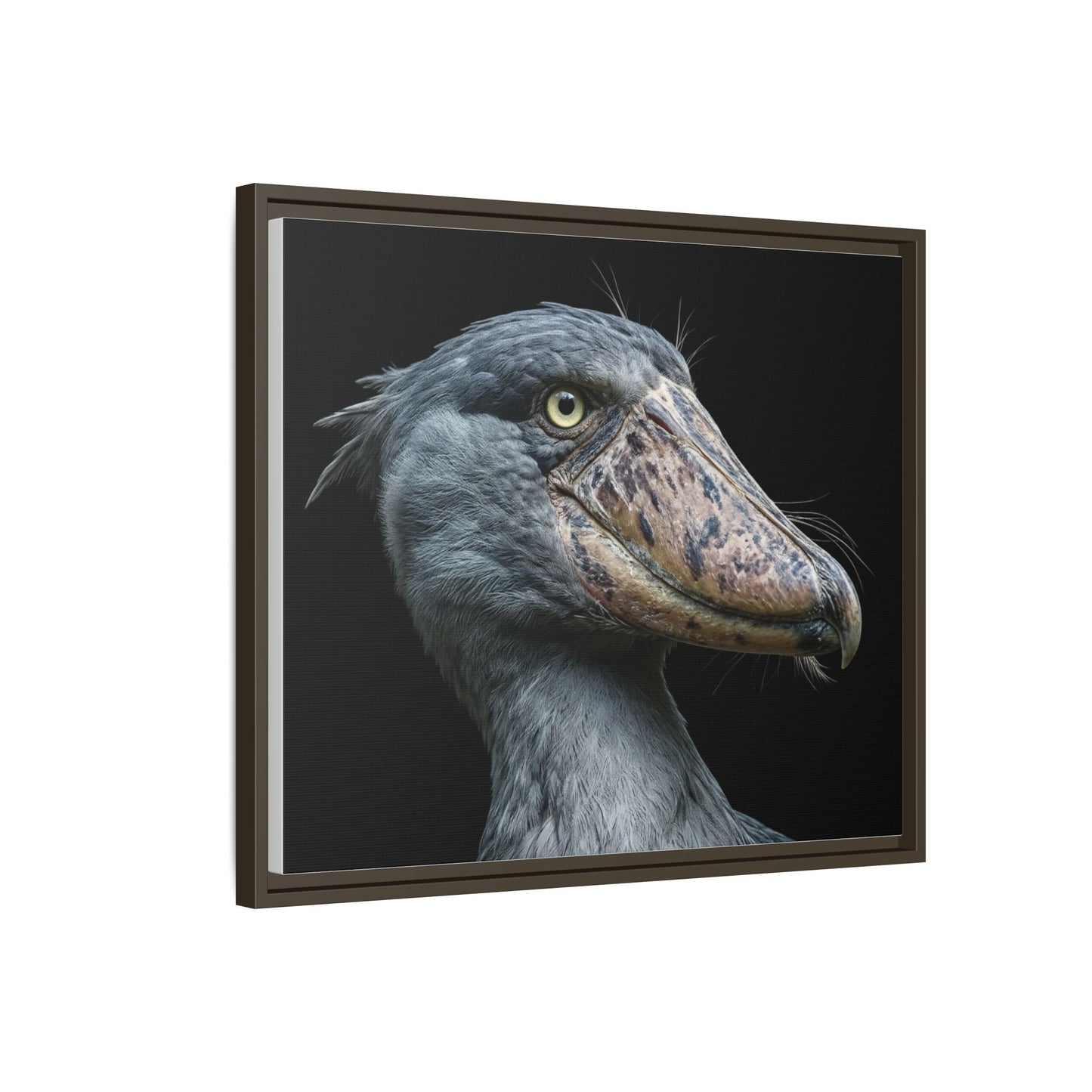 Framed Canvas Print — Shoebill Stork In Colour