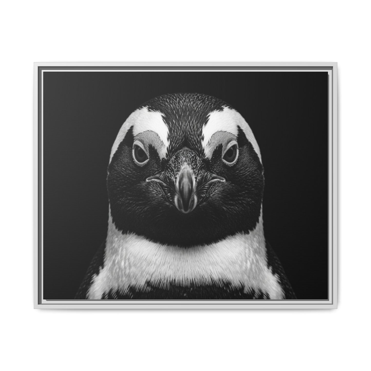 Framed Canvas Print — Afrikan Penguin In Black
