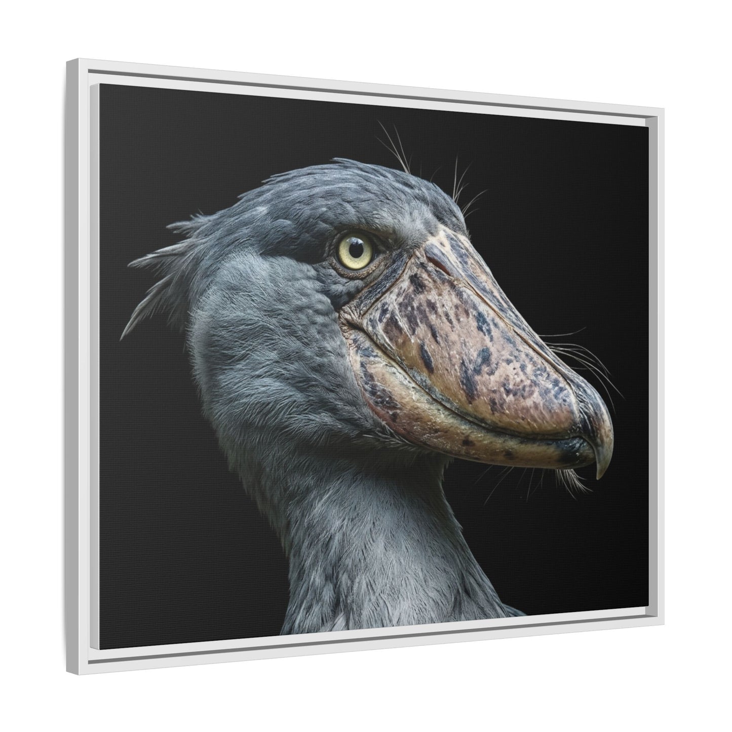 Framed Canvas Print — Shoebill Stork In Colour