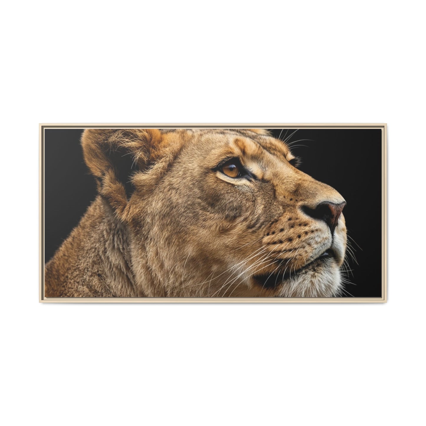 Framed Canvas Print — Lioness In Colour