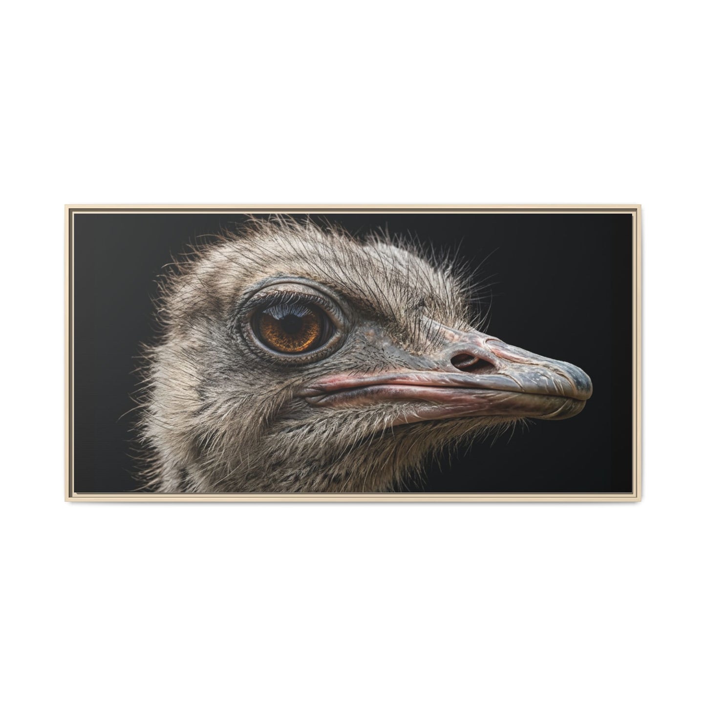Framed Canvas Print — Ostrich In Colour