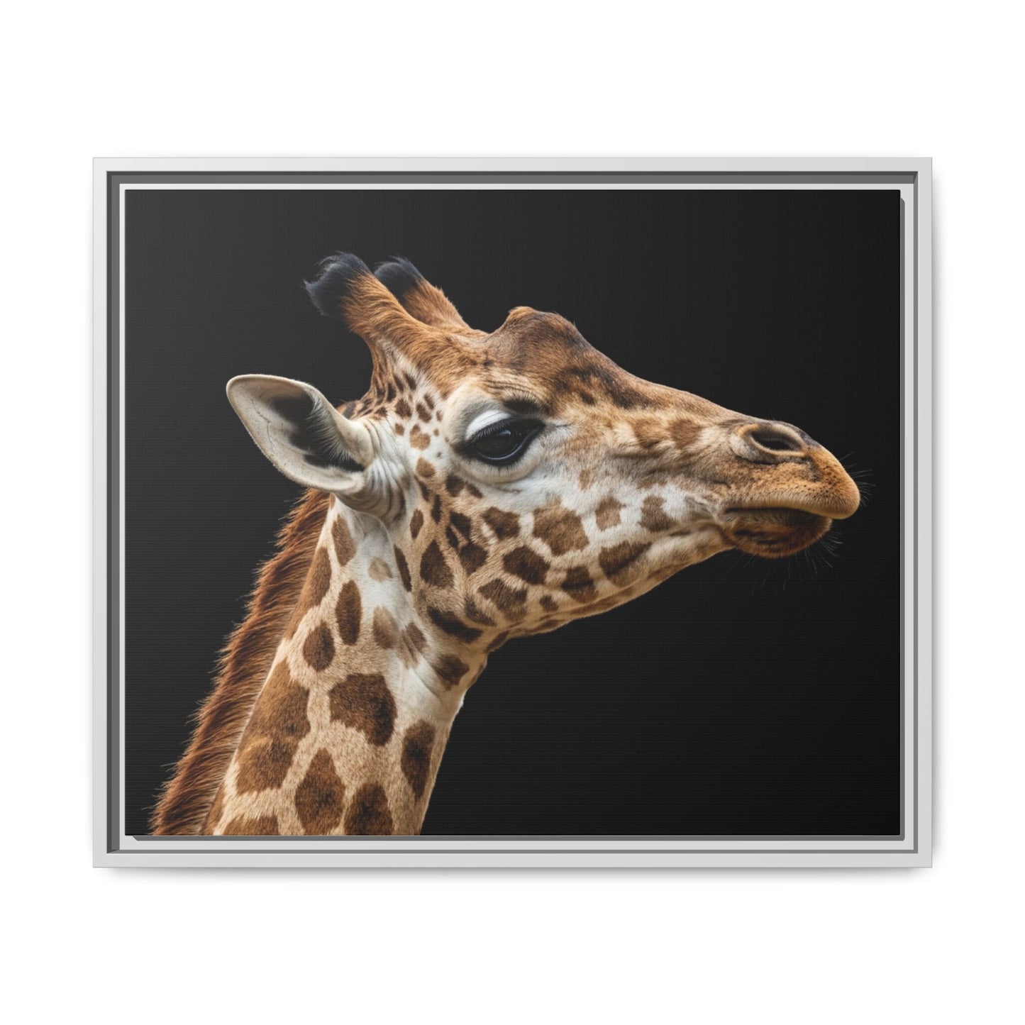 Framed Canvas Print — Giraffe In Colour