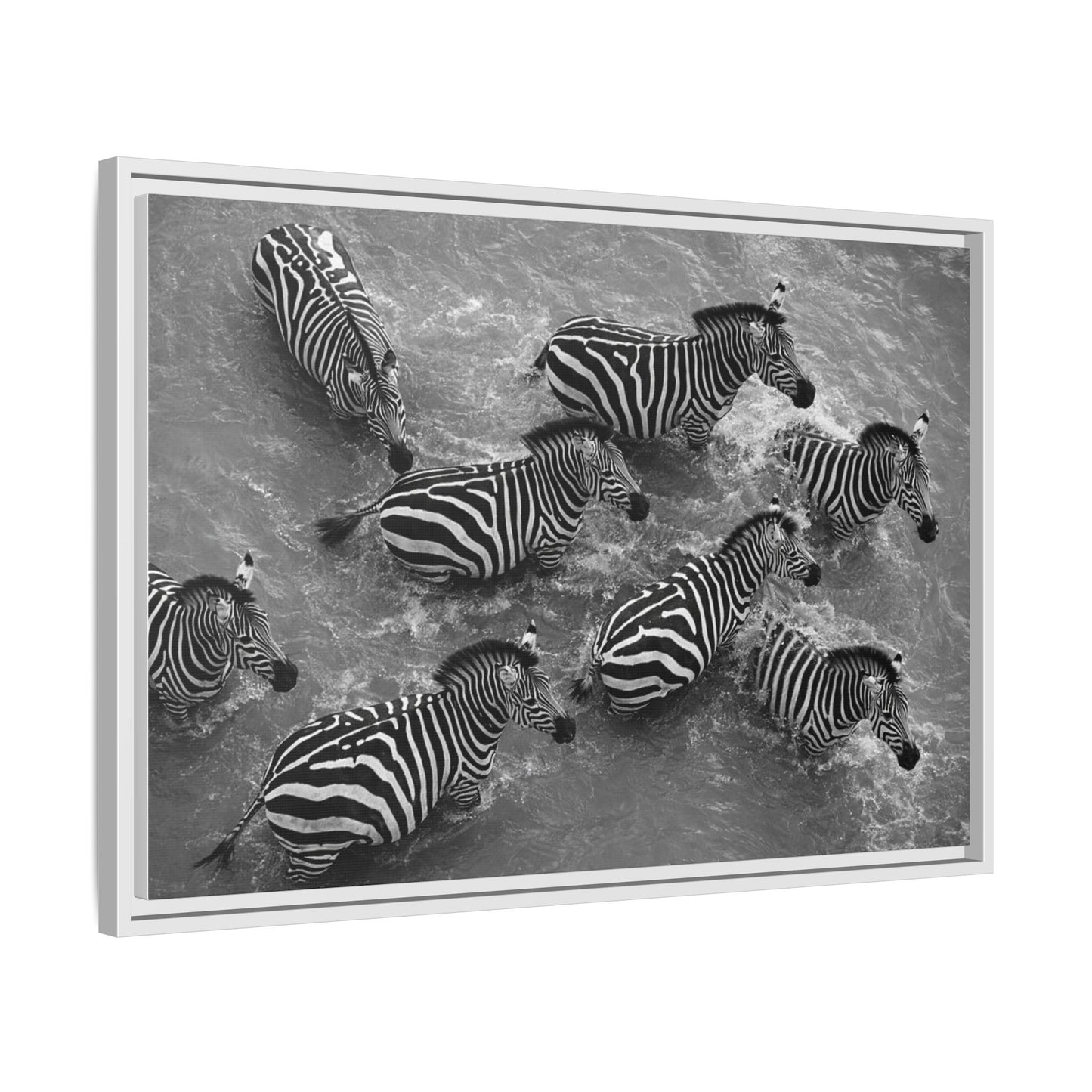 Framed Canvas Print — Zebras In The River