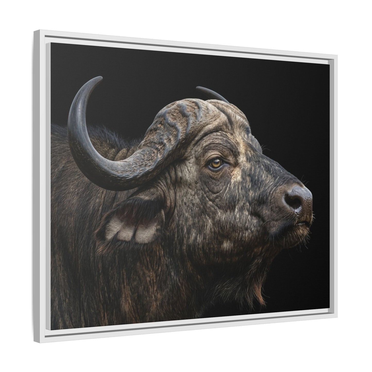 Framed Canvas Print — Cape Buffalo In Colour