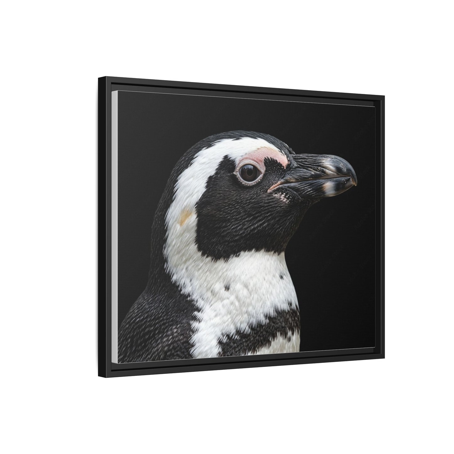 Framed Canvas Print — Afrikan Penguin In Colour