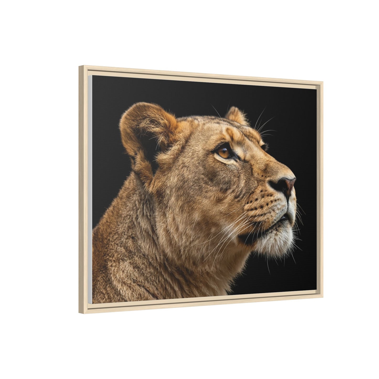 Framed Canvas Print — Lioness In Colour