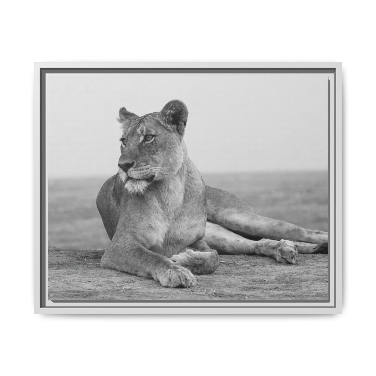 Framed Canvas Print — Lioness In Repose