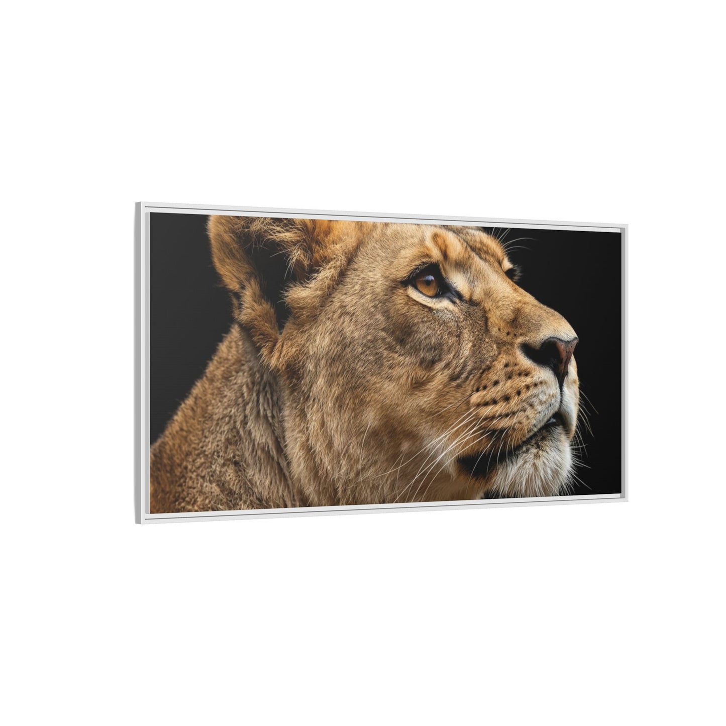 Framed Canvas Print — Lioness In Colour