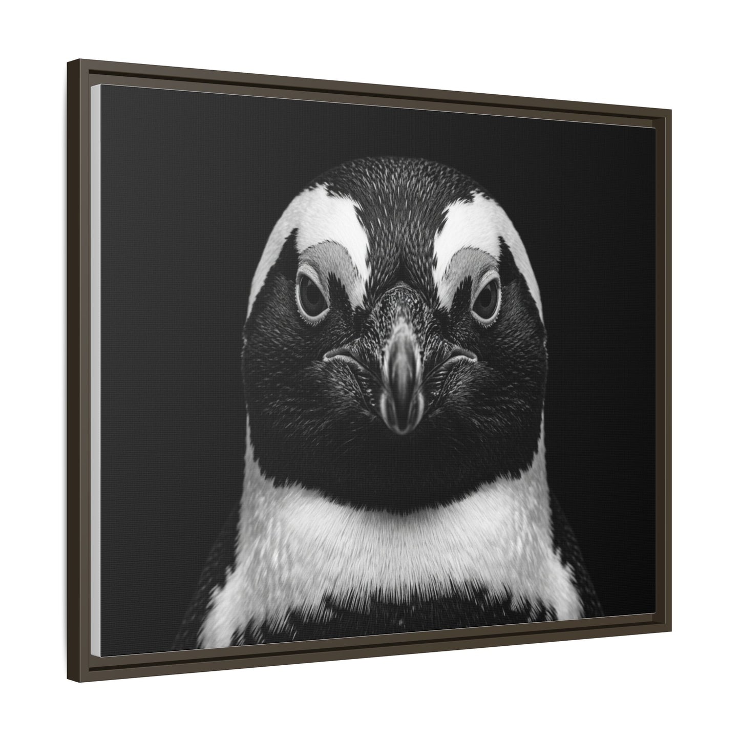Framed Canvas Print — Afrikan Penguin In Black