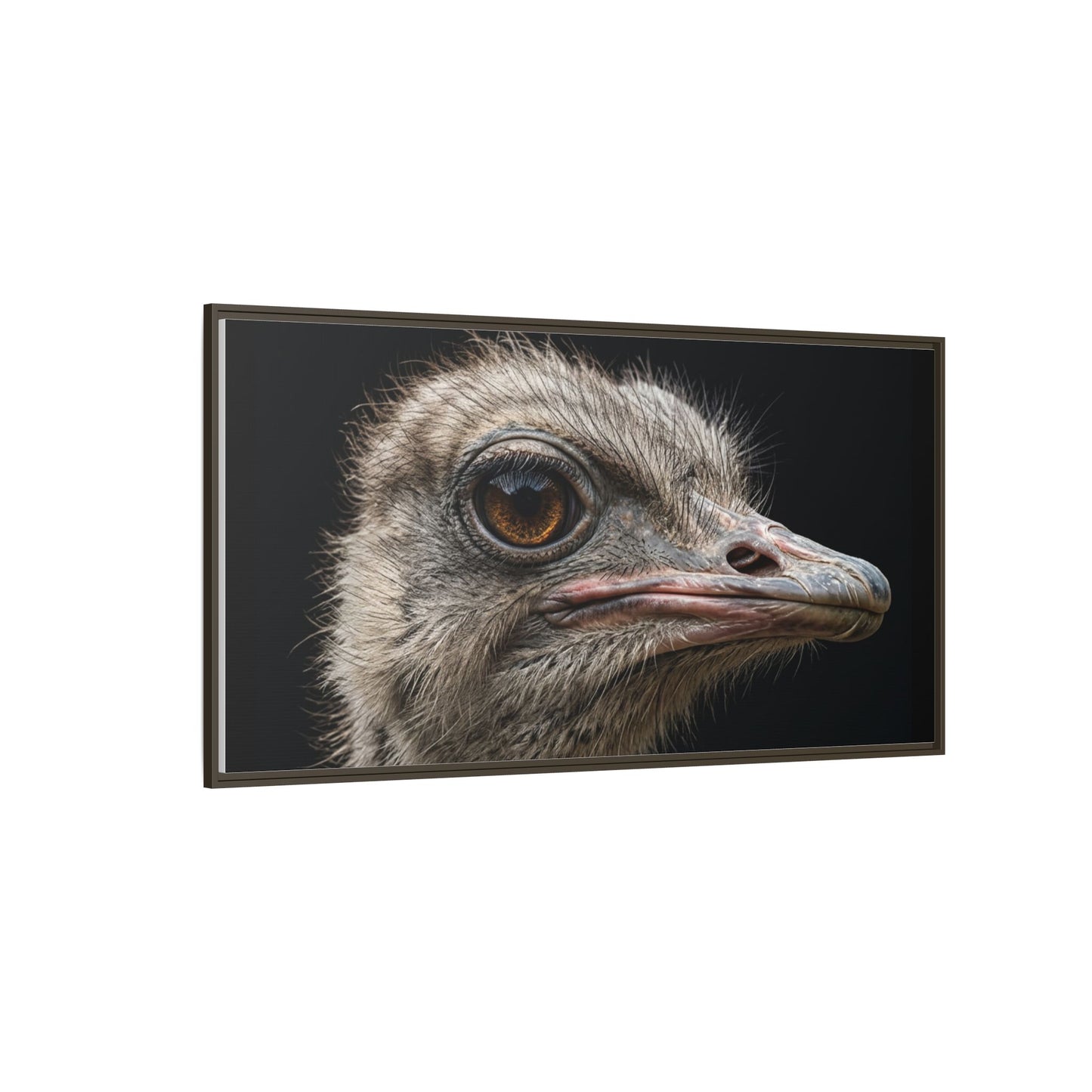 Framed Canvas Print — Ostrich In Colour