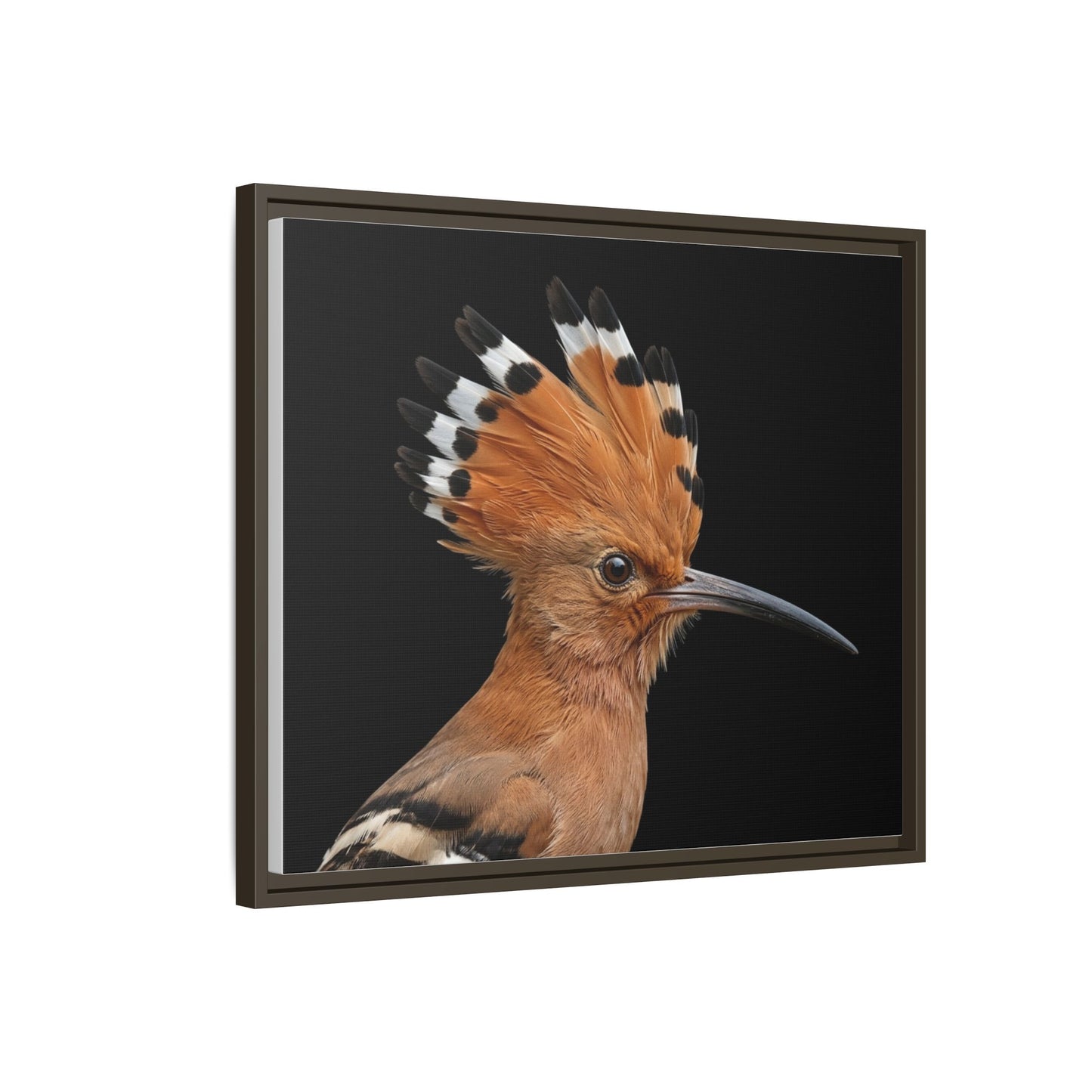Framed Canvas Print — Afrikan Hoopoe In Colour