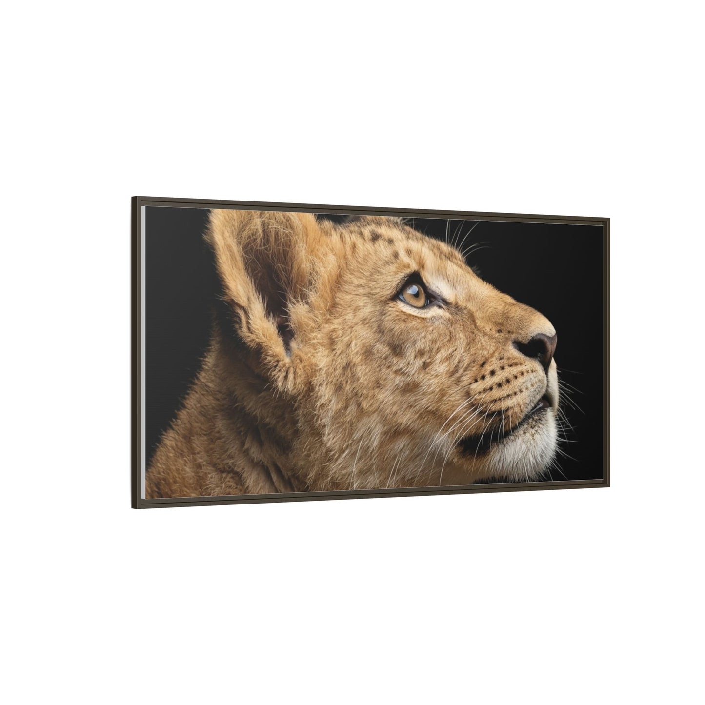 Framed Canvas Print — Lion Cub In Colour