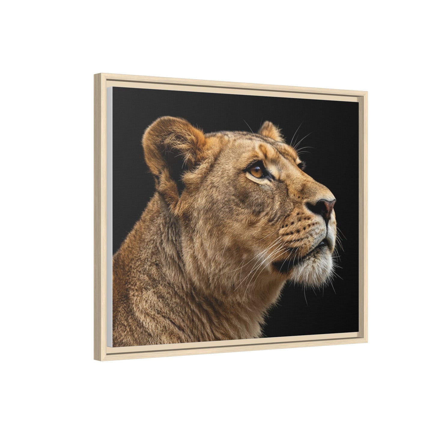 Framed Canvas Print — Lioness In Colour