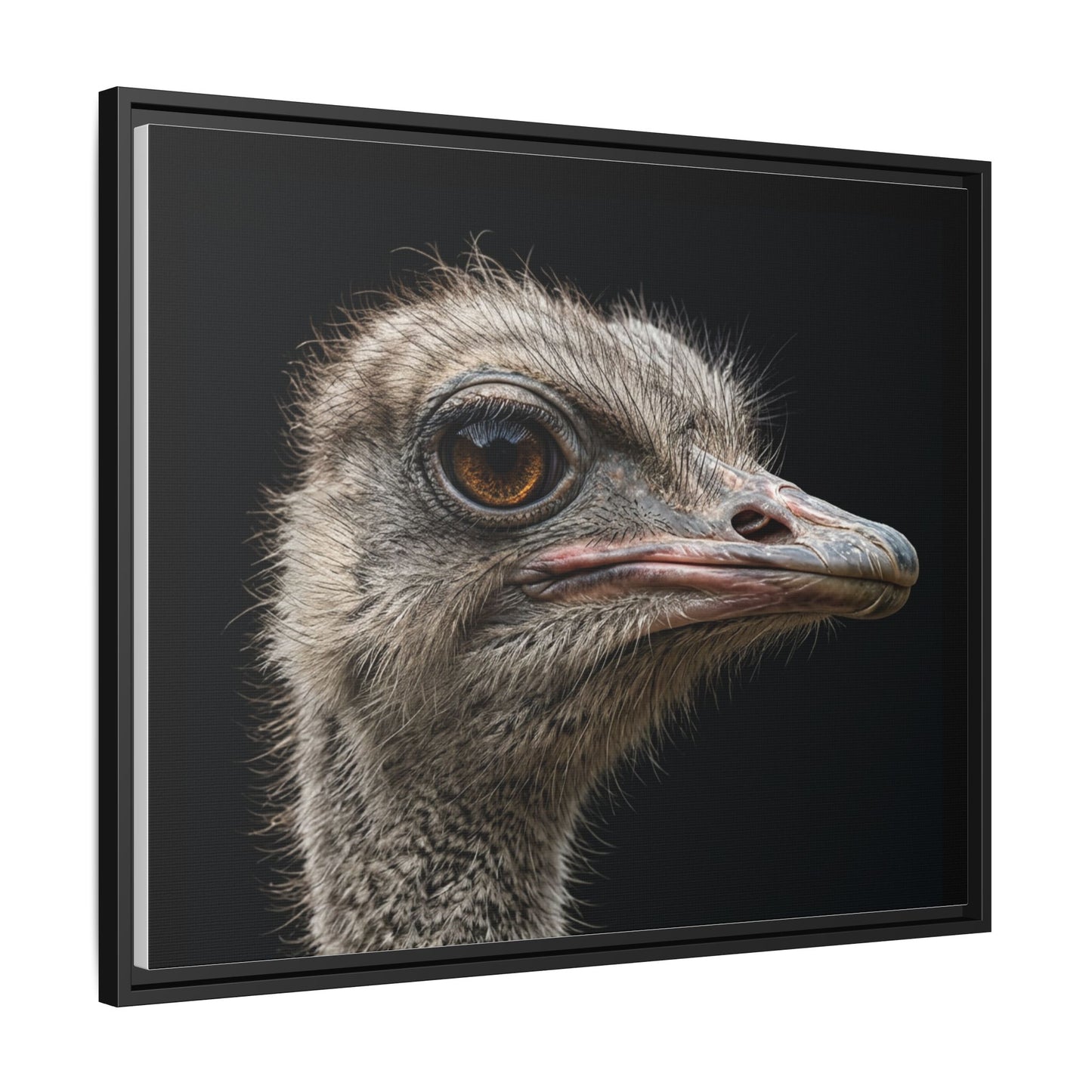Framed Canvas Print — Ostrich In Colour