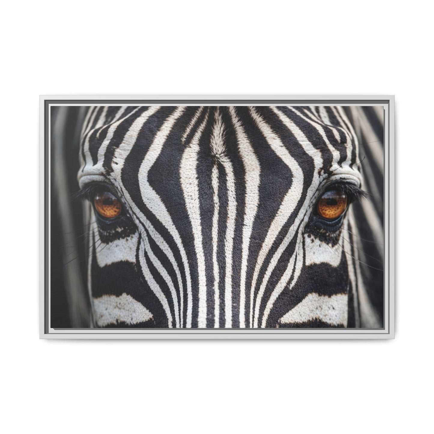 Framed Canvas Print — Zebra Gaze