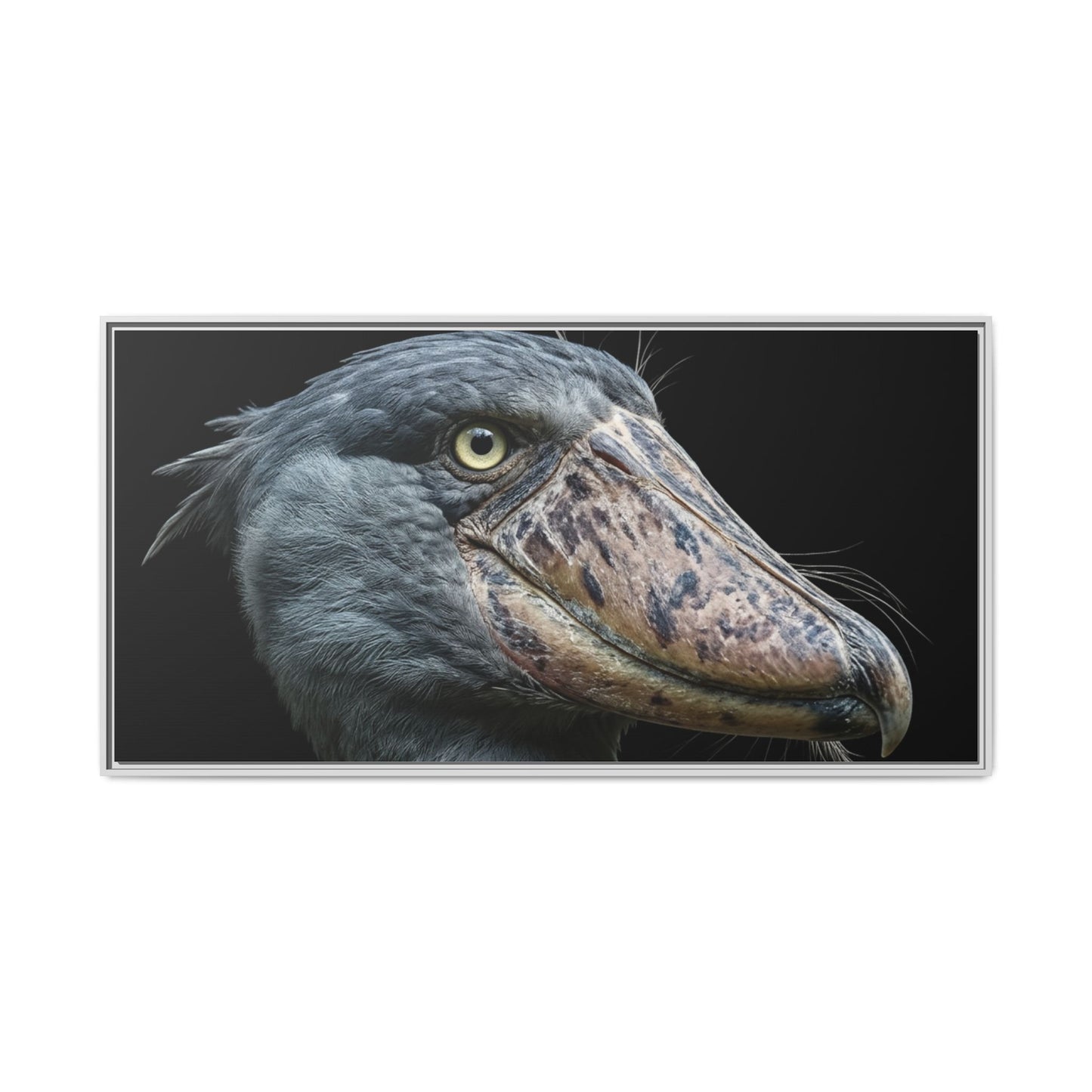 Framed Canvas Print — Shoebill Stork In Colour