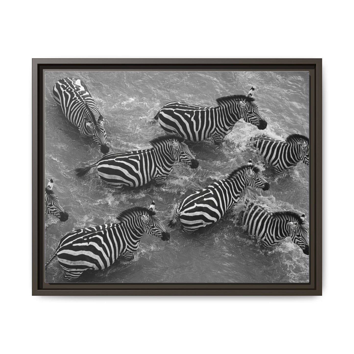 Framed Canvas Print — Zebras In The River