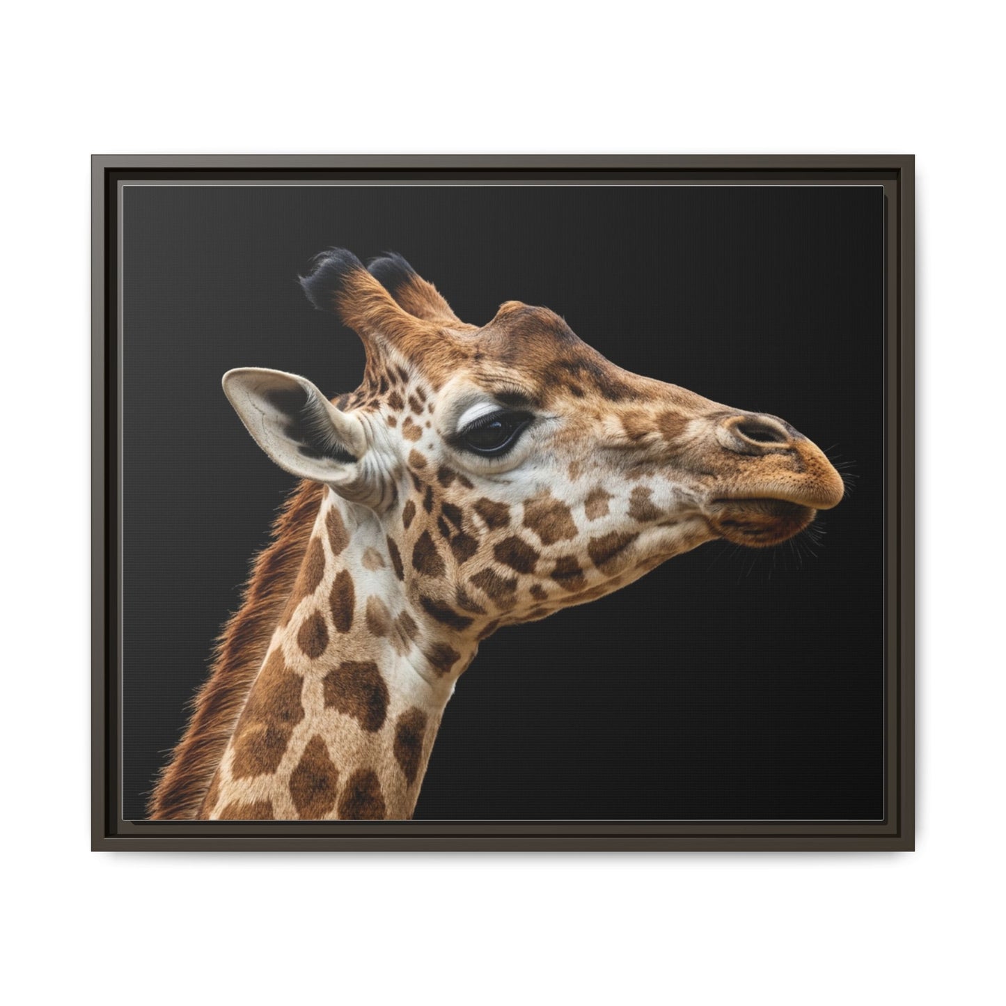 Framed Canvas Print — Giraffe In Colour