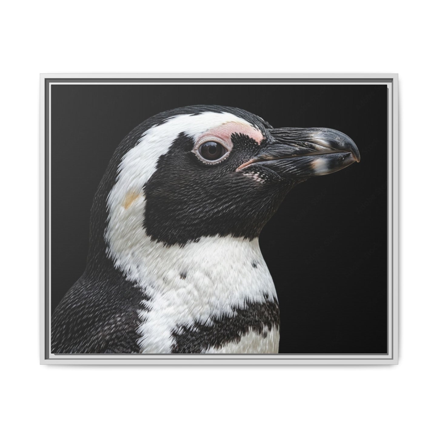 Framed Canvas Print — Afrikan Penguin In Colour