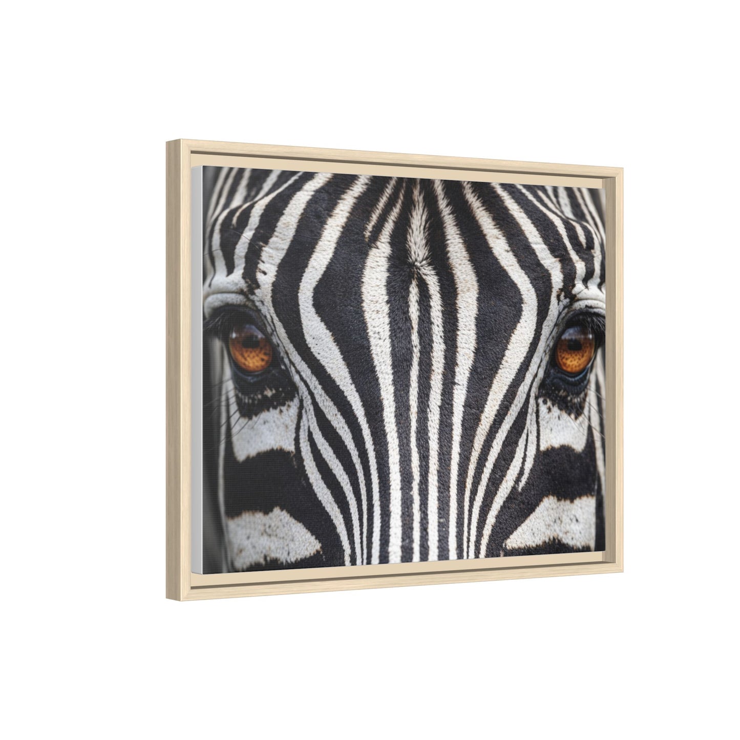 Framed Canvas Print — Zebra Gaze