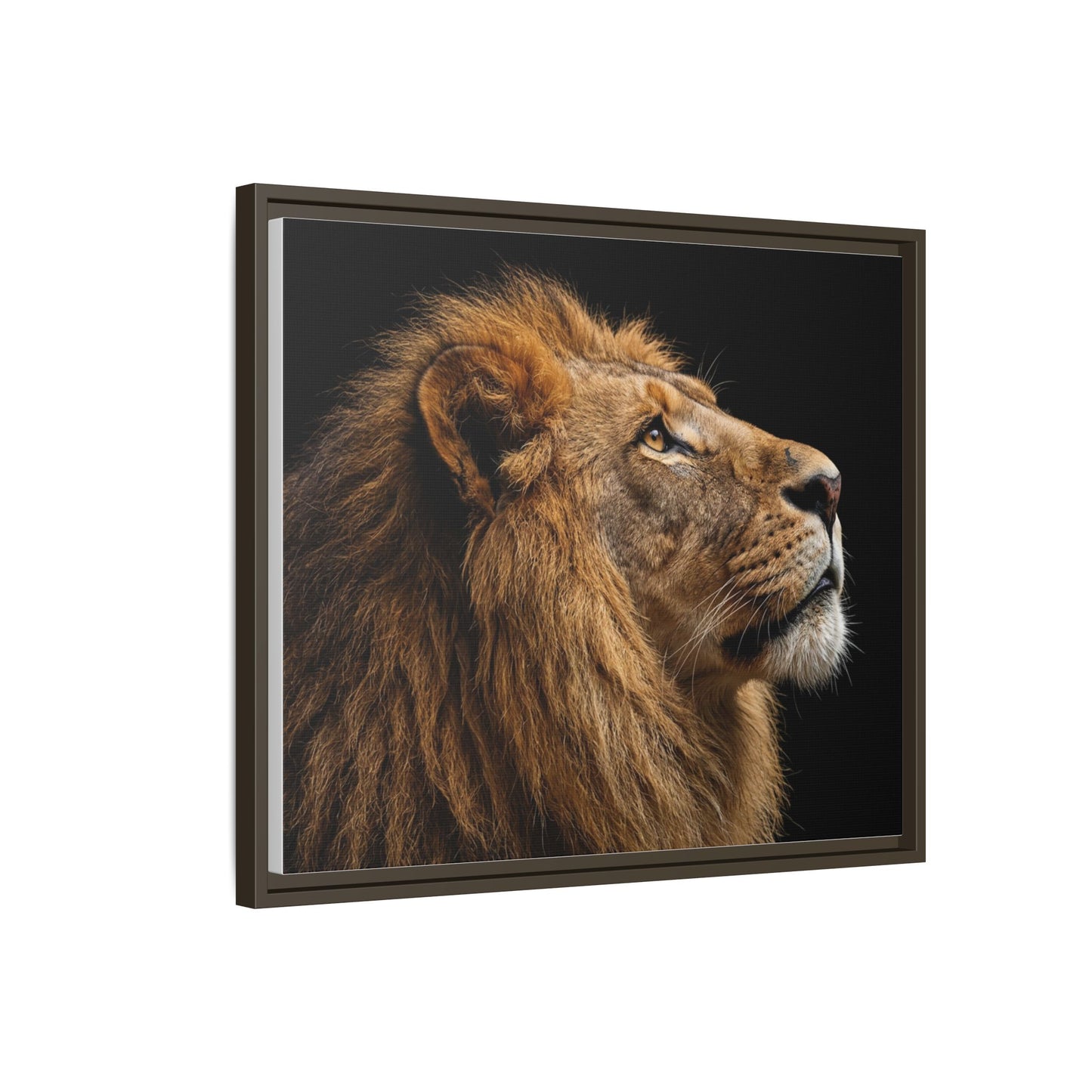 Framed Canvas Print — Lion In Colour