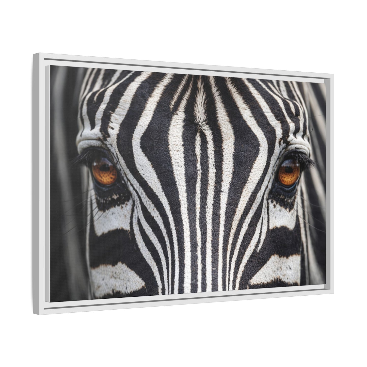 Framed Canvas Print — Zebra Gaze