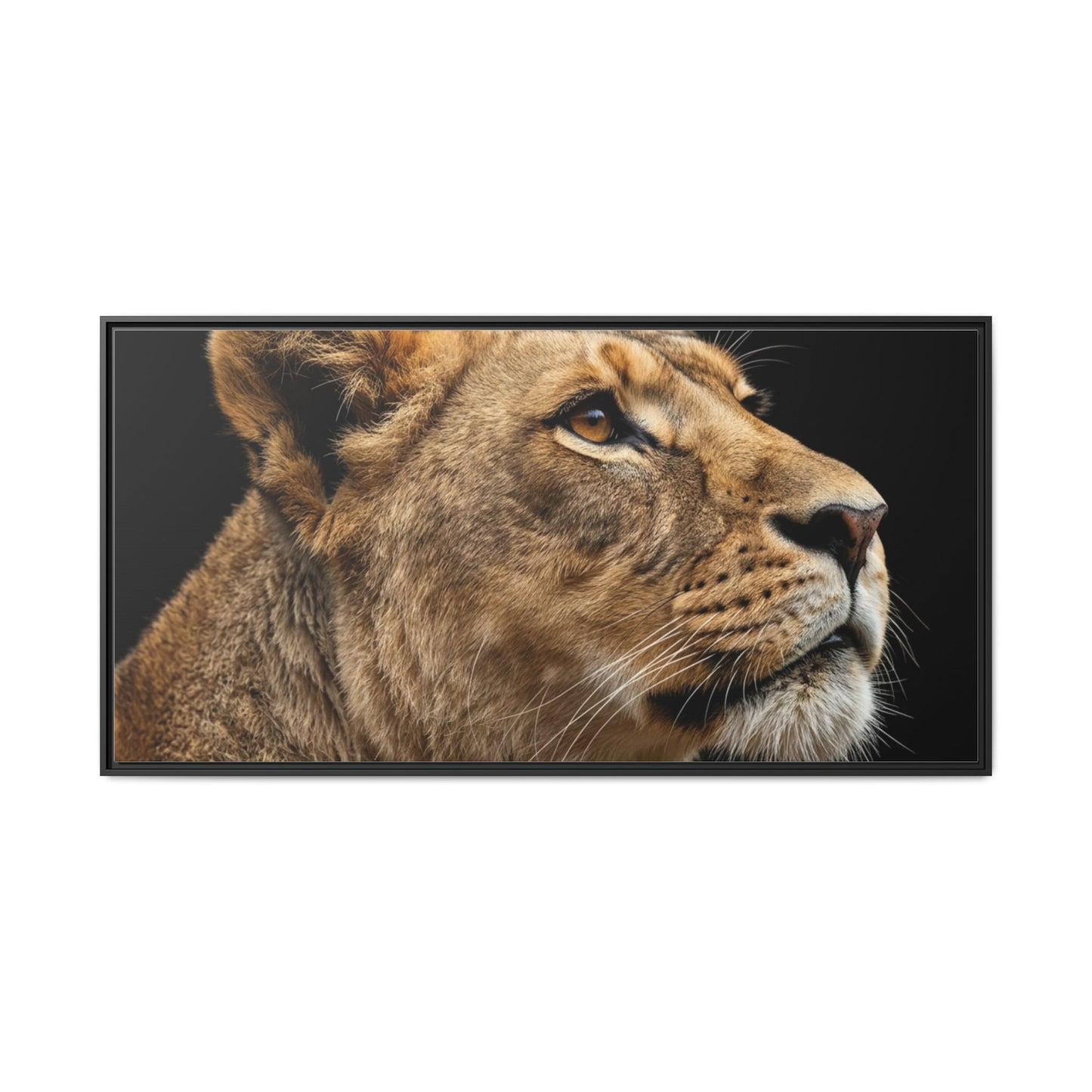 Framed Canvas Print — Lioness In Colour