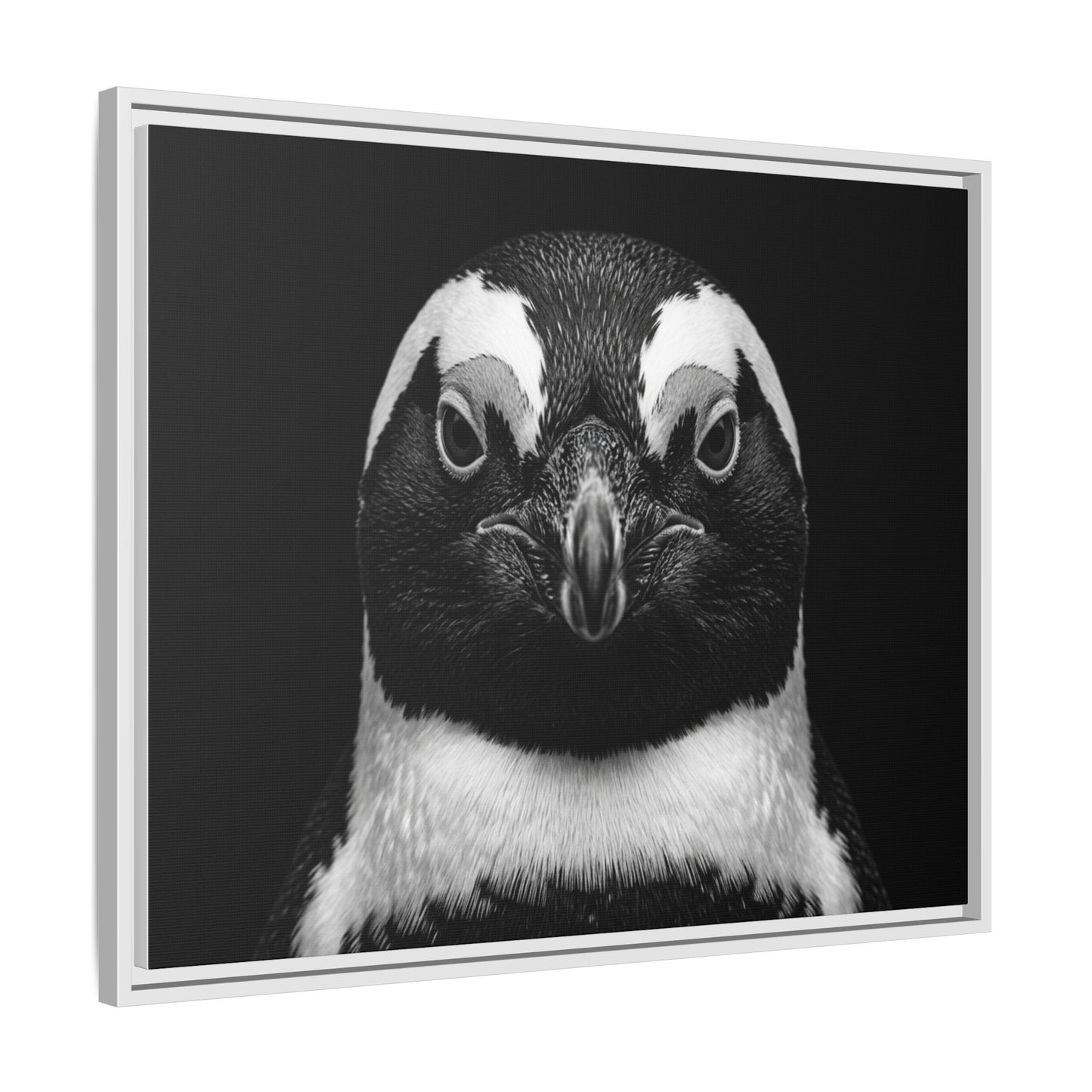 Framed Canvas Print — Afrikan Penguin In Black