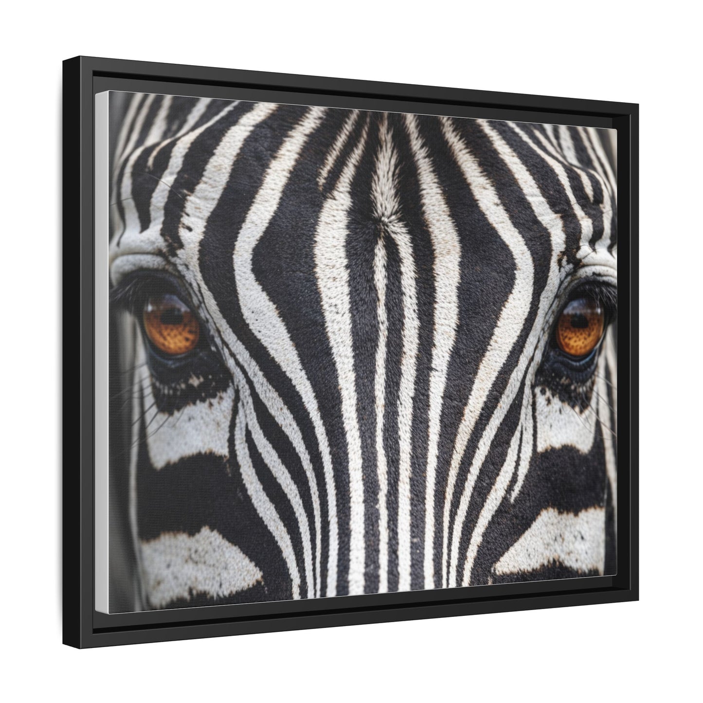 Framed Canvas Print — Zebra Gaze