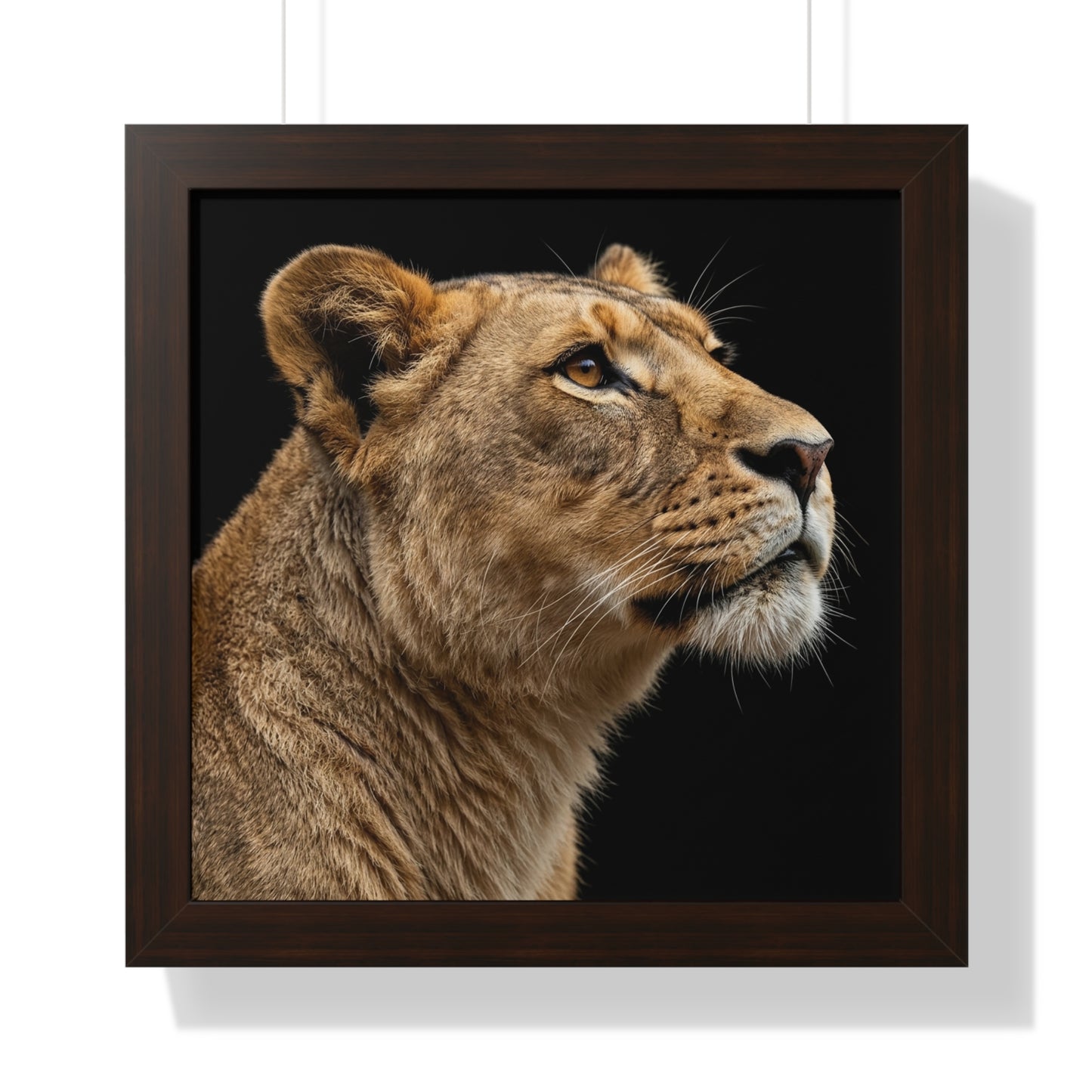 Framed Art Print – Lioness In Colour