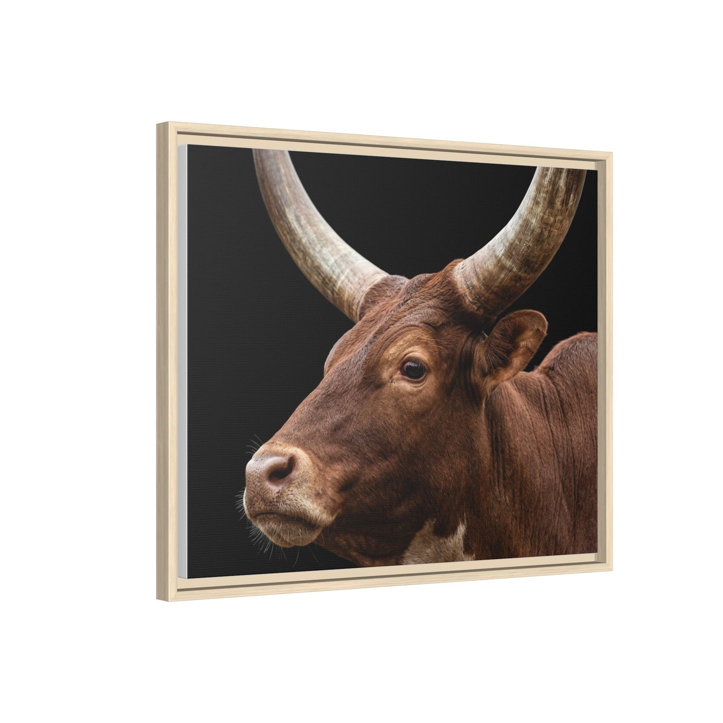 Framed Canvas Print — Ankole Cow In Colour