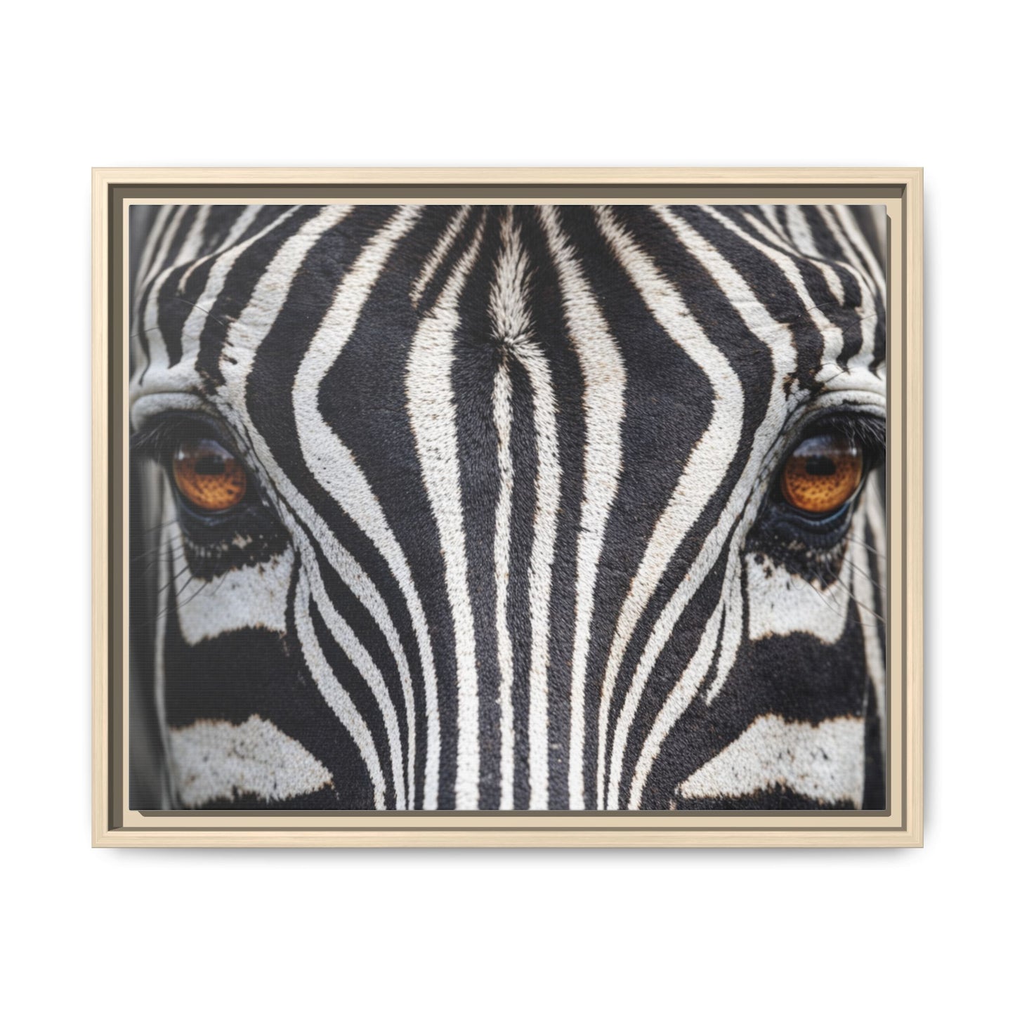 Framed Canvas Print — Zebra Gaze