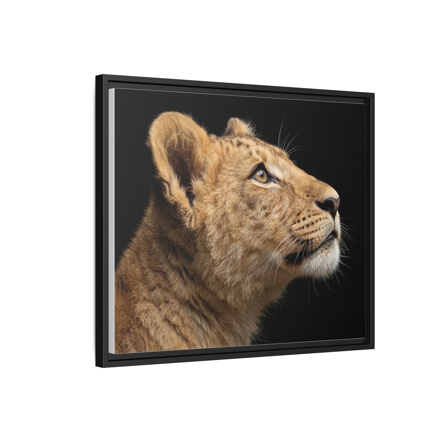 Framed Canvas Print — Lion Cub In Colour