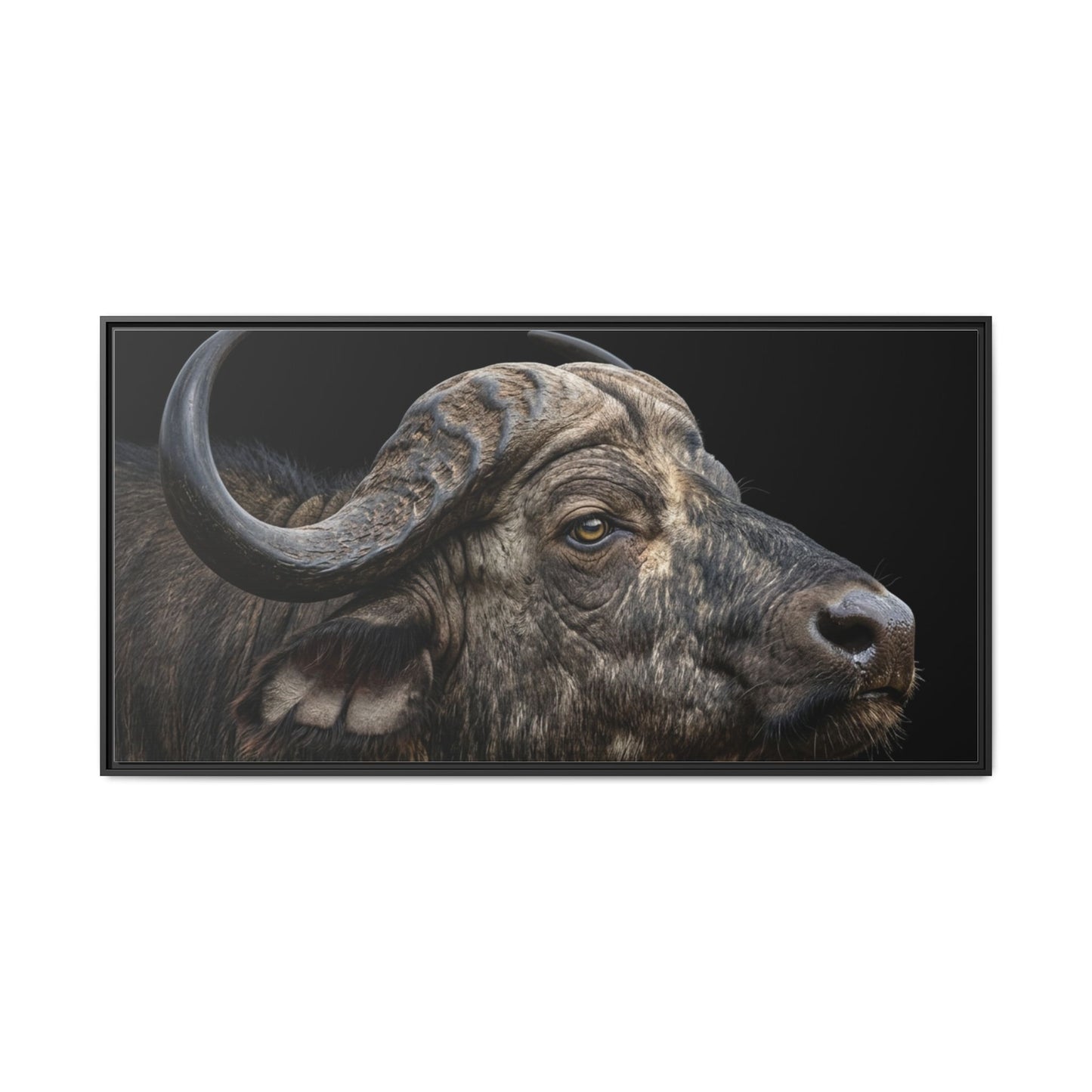 Framed Canvas Print — Cape Buffalo In Colour