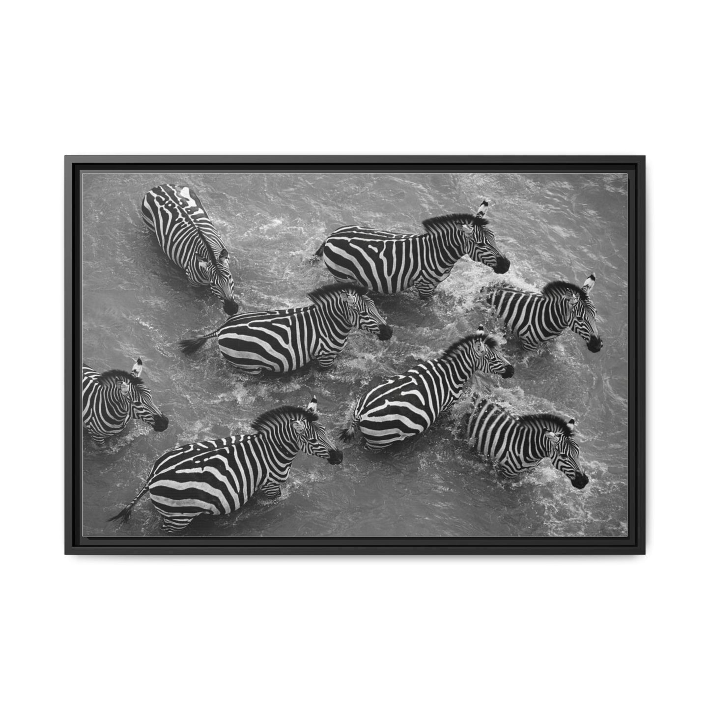 Framed Canvas Print — Zebras In The River