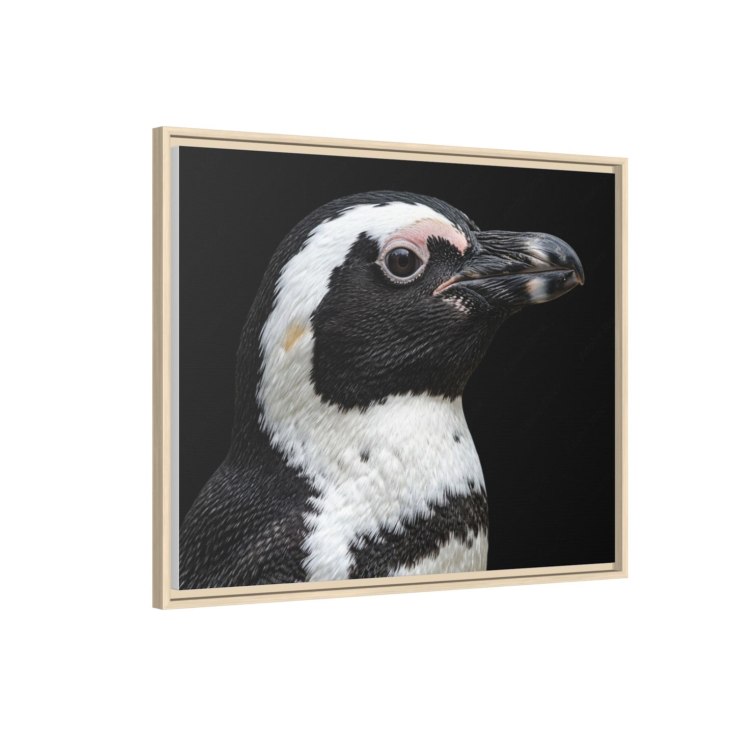 Framed Canvas Print — Afrikan Penguin In Colour