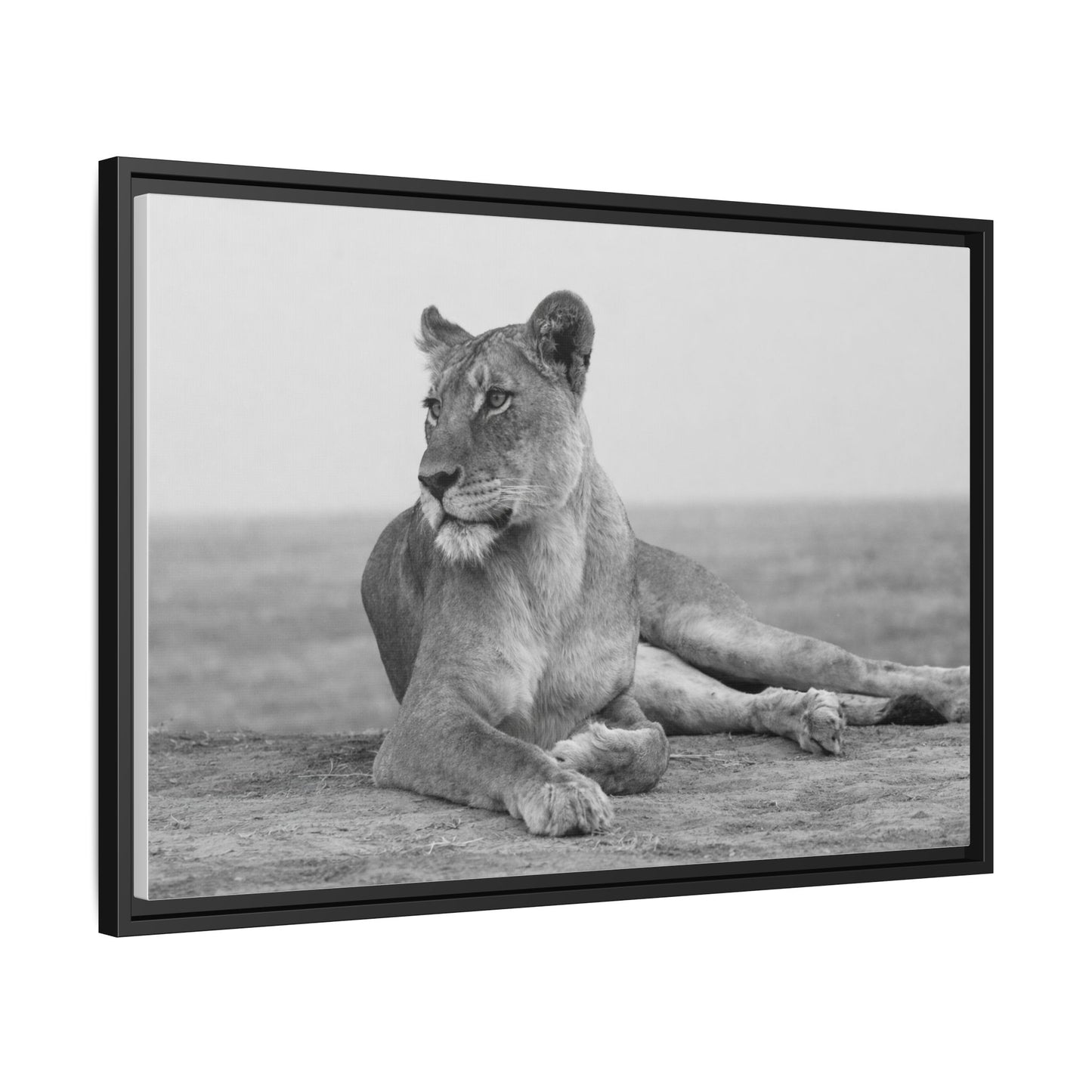 Framed Canvas Print — Lioness In Repose