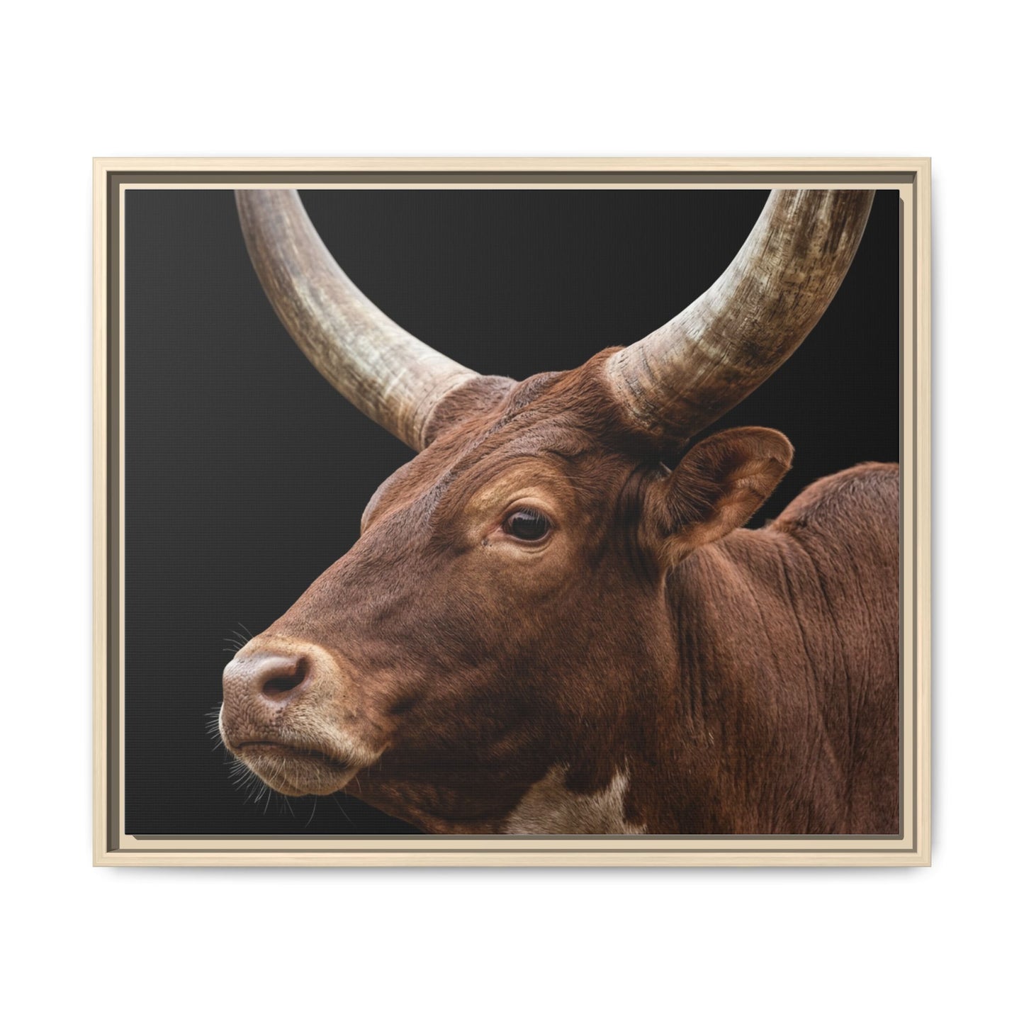 Framed Canvas Print — Ankole Cow In Colour