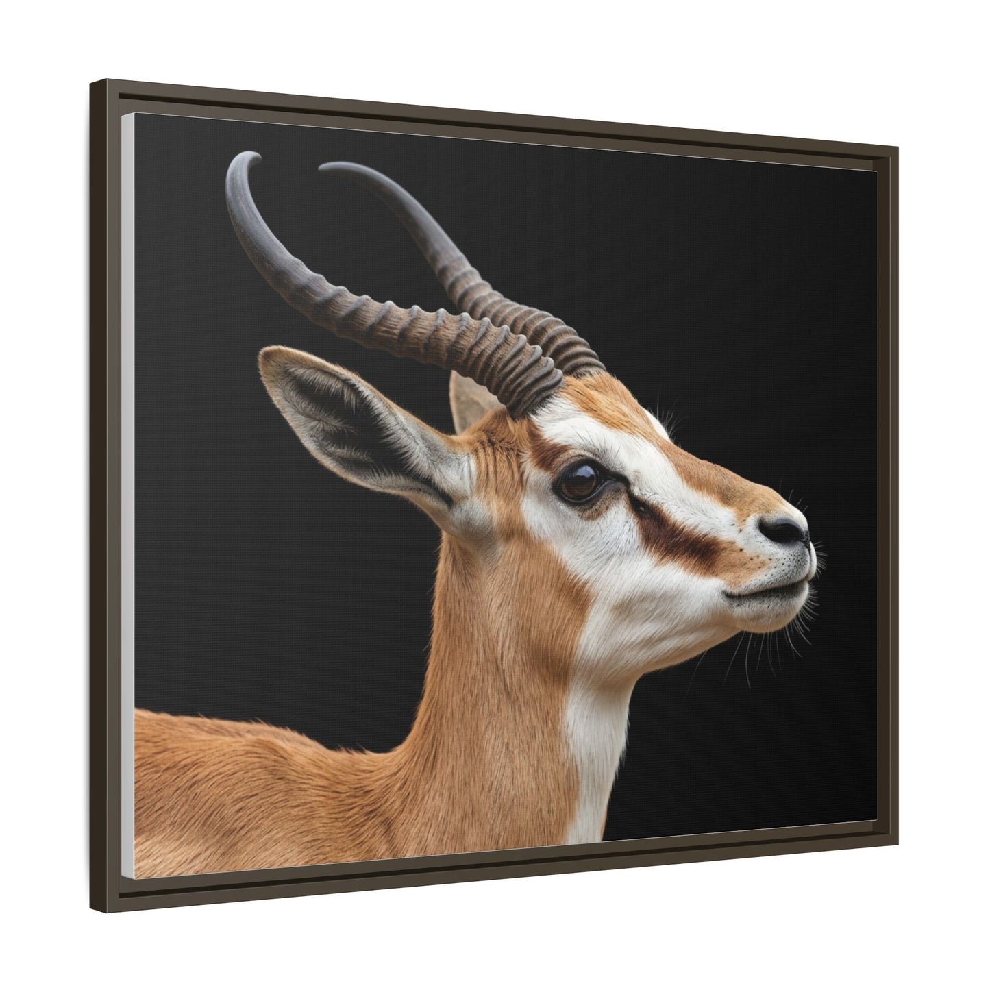 Framed Canvas Print — Afrikan Springbok In Colour
