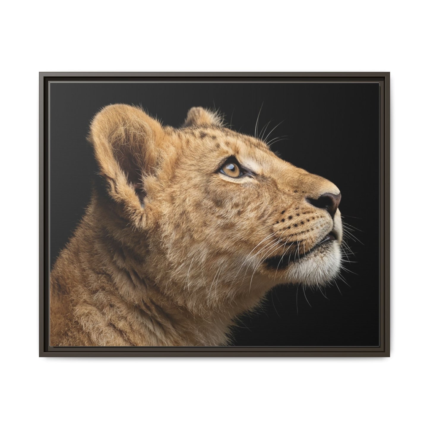 Framed Canvas Print — Lion Cub In Colour